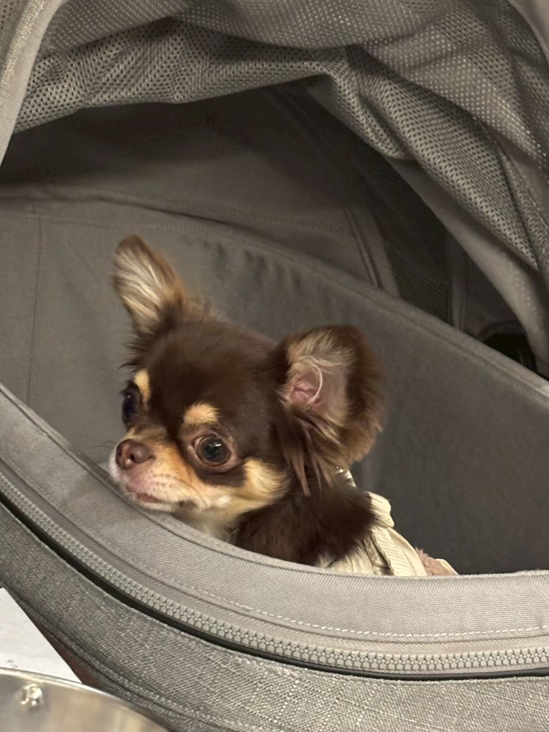 ペットカートで移動